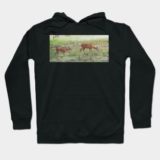 Morning Stroll - White Tailed Deer Fawn Hoodie